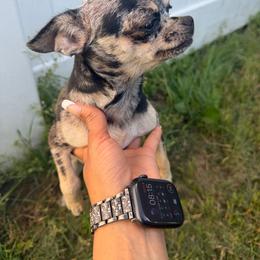 Chihuahua puppies from M’s Chihuahuas