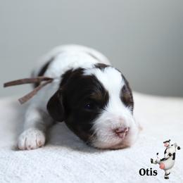 Otis - Brown white and tan male Cockapoo puppy in Canastota, New York from Silver City Cockapoos