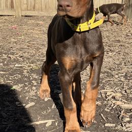 Doberman Pinscher Puppies from Von Schaaf Haus DuPree