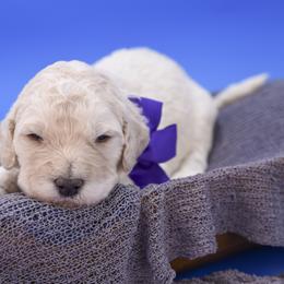 Bella purple collar - Cream female Goldendoodle puppy in Lexington, North Carolina from Deborah’s Doodles