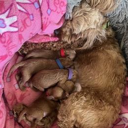 Cockapoo puppies from Cockapoo Companions