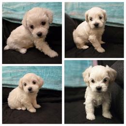 Australian Cattle Dog and Maltipoo Puppies from Cowgirl's Legacy