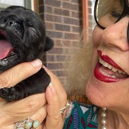 French Bulldogs from Tra La French Bulldogs