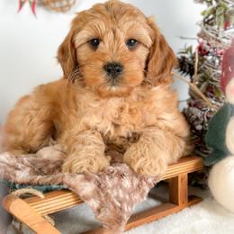 Marshall - Golden male Cockapoo puppy in Pledger, Texas from Sugarbear Cockapoos