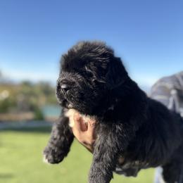 Boy 2 - Black male Newfoundland puppy in Riverside, California from Gentle Soul Newfoundlands
