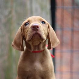 Jessie - Golden rust female Vizsla puppy in Bloomington, Indiana from Envizion