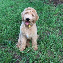 Goldendoodle Puppies from SunriseDoodles