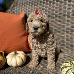 Aussiedoodle and Bernedoodle Puppies from Magnolia Grove Farms