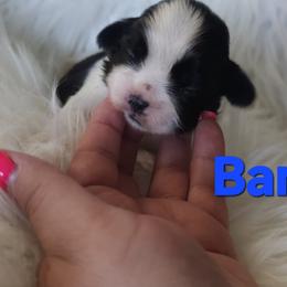 Bandit - Black and white male Shih Tzu puppy in Peoria, Arizona from Shihtzucircusaz