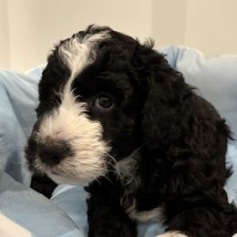 Oreo - Black and white male Aussiedoodle puppy in Bon Aqua, Tennessee from Adorable Aqua AussieDoodles