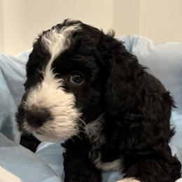 Oreo - Black and white male Aussiedoodle puppy in Bon Aqua, Tennessee from Adorable Aqua AussieDoodles