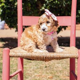 Aussiedoodle and Goldendoodle Puppies from Ever After Doodles Arizona