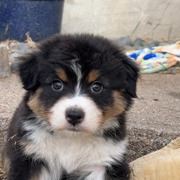 Mojito - Black tri-color male Australian Shepherd puppy in Kearney, Nebraska from Helix Aussies