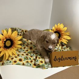 Bernedoodle, Double Doodle, and Goldendoodle Puppies from Precious Paws