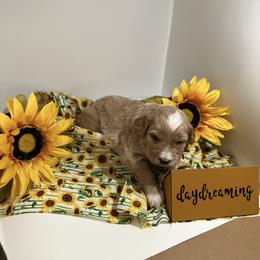 Bernedoodle, Double Doodle, and Goldendoodle Puppies from Precious Paws