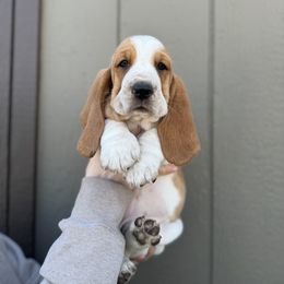 Basset Hound Puppies from Autumn Oak Basset Hounds