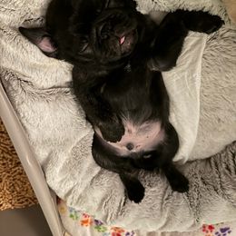 Pug Puppies from A Grumble of Love Kennels