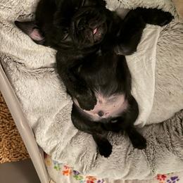 Pug Puppies from A Grumble of Love Kennels