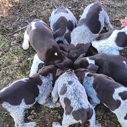 German Shorthaired Pointers from Hummer Farm GSPs