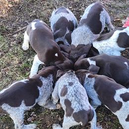German Shorthaired Pointers from Hummer Farm GSPs