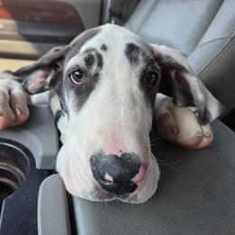 ZORRO - Harlequin male Great Dane puppy in Hickman, Kentucky from Tidal Wave Danes