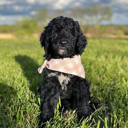 Daphne - Black female Goldendoodle puppy in Osage City, Kansas from Golden Ridge Goldens