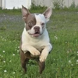Delilah - Lilac female Boston Terrier puppy in St. Agatha, Maine from Spruce Valley Miniature Dachshunds & Boston Terriers