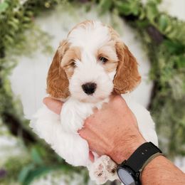 Australian Labradoodle Puppies from Bourbon Rose Australian Labradoodles