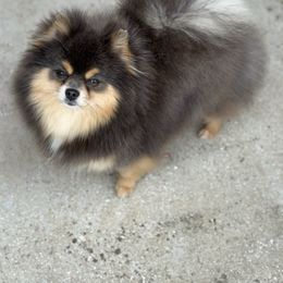 Legacy - Pomeranian