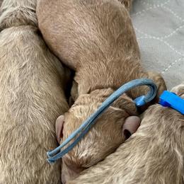 Periwinkle collar - Apricot male Labradoodle puppy in Mechanicville, New York from Deuce's Doodles