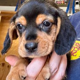 Samwise - Black white and tan male Beagle puppy in Viper, Kentucky from Mountain Top