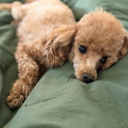 Tikka - Poodle