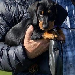 Dachshund Puppies from Von Stutts Tracking Teckels