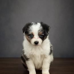 Molly - Blue merle female Miniature American Shepherd puppy in Sanger, California from Flying M Cactus Ranch Buddies