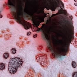 White collar - Red and rust female Doberman Pinscher puppy in Acworth, Georgia from Stonewood Dobermans and Min Pins