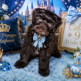 Caleb- Reduced to get him a home this weekend - Brown male Schnoodle puppy in Demorest, Georgia from Royal Puppypoo Playhouse