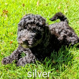 White collar - Black and white male Assorted Doodle Crosses puppy in Mt Pleasant, Texas from Hippdoodranch