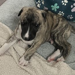 Elonie - Black brindle Whippet puppy in Belgrade, Montana from Lexylews Montana Whippets