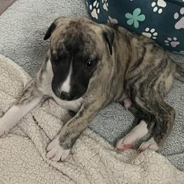 Elonie - Black brindle Whippet puppy in Belgrade, Montana from Lexylews Montana Whippets