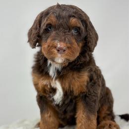 Cappuccino - Phantom male Bernedoodle puppy in Fleming, Colorado from Vandenbark Doodles