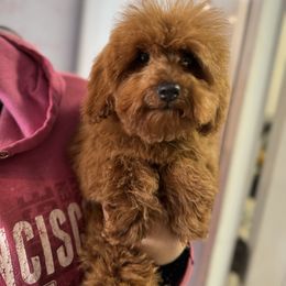 Brutus - Poodle