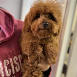 Brutus - Poodle