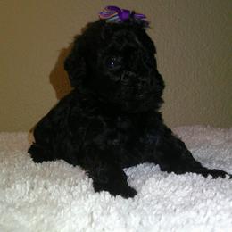 Girl 2 - female Poodle puppy in Hesperia, California from Sweetie Pie Poodles
