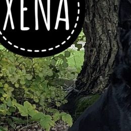 German Shepherds from Sieger Haus GSD
