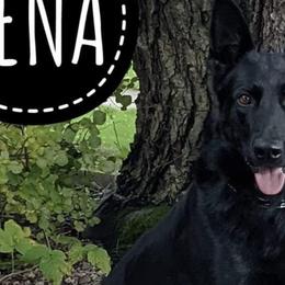 German Shepherds from Sieger Haus GSD