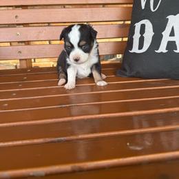 Black Tri female - Black tri female Toy Australian Shepherd puppy in Brashear, Texas from Double R farms