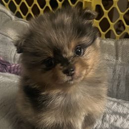 Pomeranian Puppies from Twistedly Sweet Poms