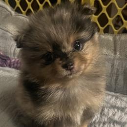Pomeranian Puppies from Twistedly Sweet Poms