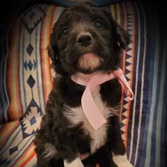 Bordoodle Puppies from JM Lazy S Doodles