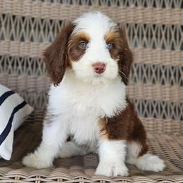 Dazzle - Brown and white female Bernedoodle puppy in Glenford, Ohio from Mi-De Doodles
